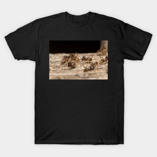 Unique and organic photo of a colony of conehead termites T-Shirt